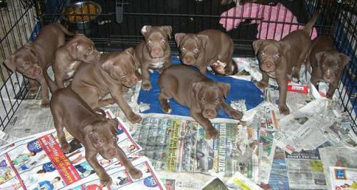 female rednose puppies