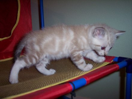 Little Tiger