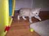 Little Tiger