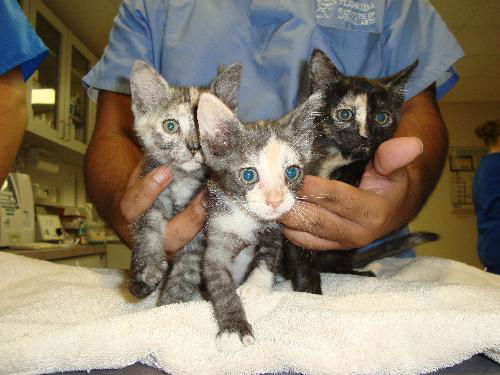 Lily, Piper, & Iris