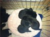 lab puppies