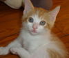 Nelson