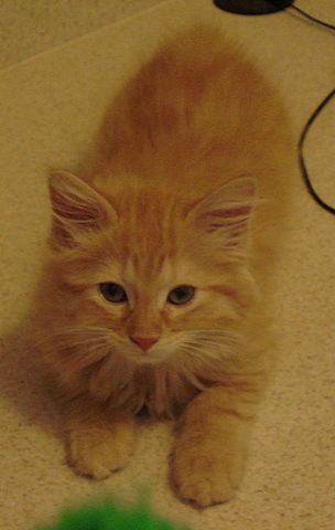 Wyatt