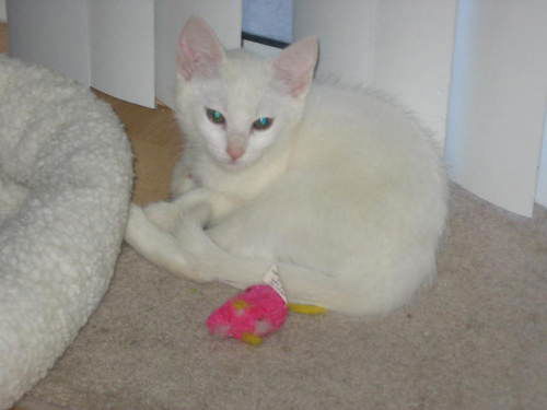 Casper