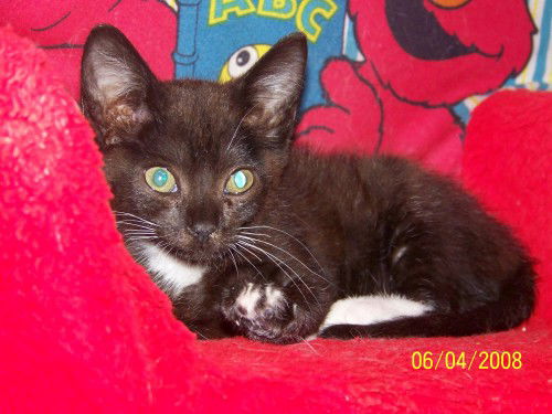 Little Louie Lew L
