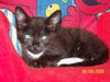 Little Louie Lew L