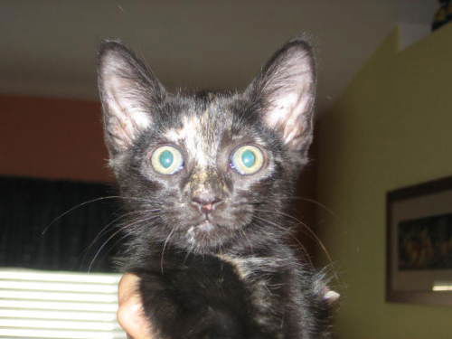 Onyx