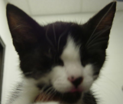 Oreo