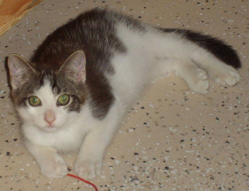 Opie