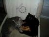 Licorice & Ash