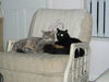 Licorice & Ash