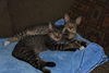Margo (and Butters