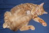 Garfield