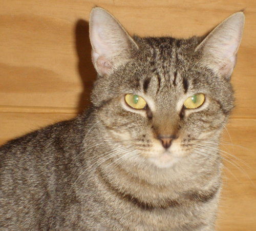 Lila