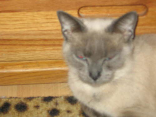 Willow