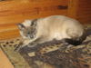 Willow