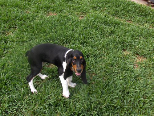 Flossie