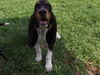 Flossie