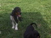 Flossie