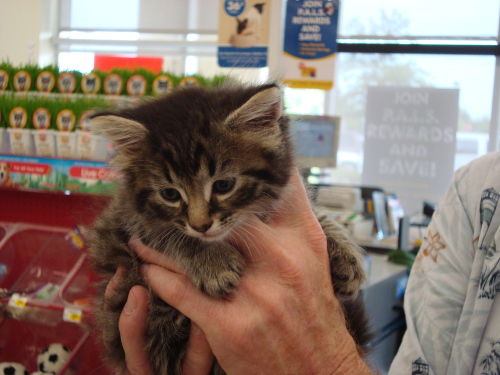 Maine Coon Kittens