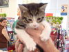 Maine Coon Kittens