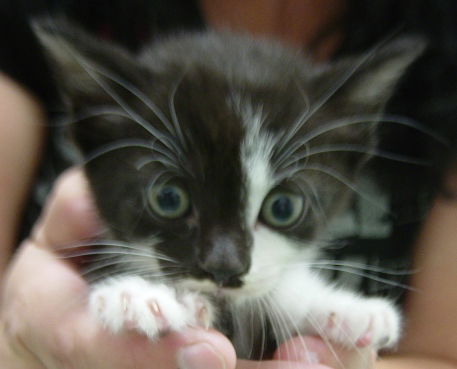Oreo