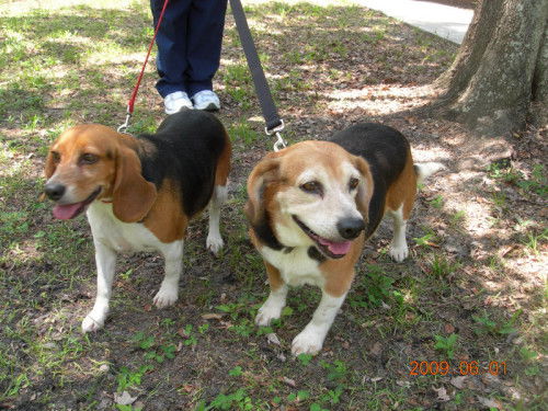 Beagles