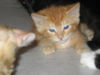 Franklyn