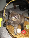 Maine Coon Kittens
