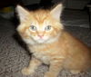 Maine Coon Kittens