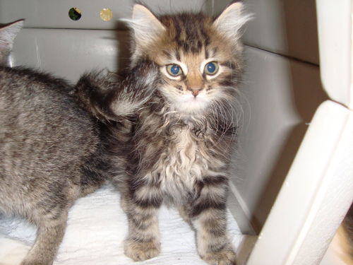 Maine Coon Mix Kit