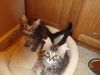 Maine Coon Mix Kit