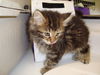 Maine Coon Mix Kit