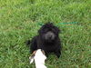 Harper