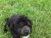 Harper