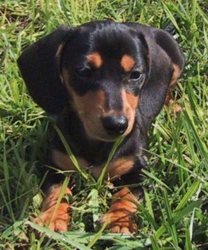 Fritz