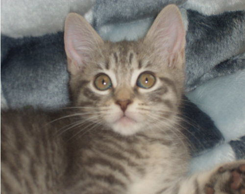 Fifi