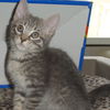 Fifi