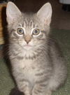 Fifi