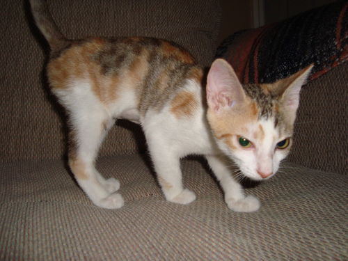 Lizzie