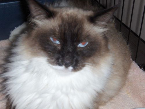 Willow