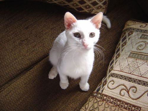 Jasper