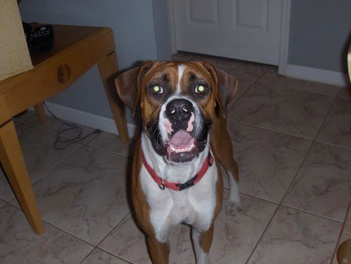 Hank