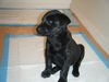 lab cur puppies