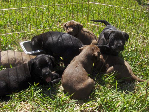 lab puppies