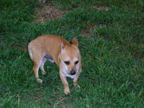 Fred