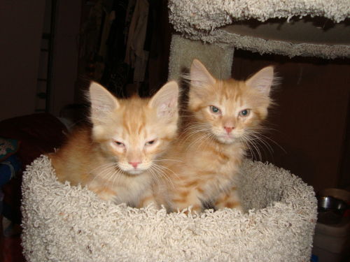 Orange Maine Coons