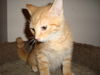 Orange Maine Coons