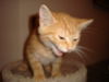 Orange Maine Coons