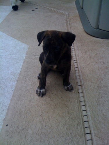 Female Puppy